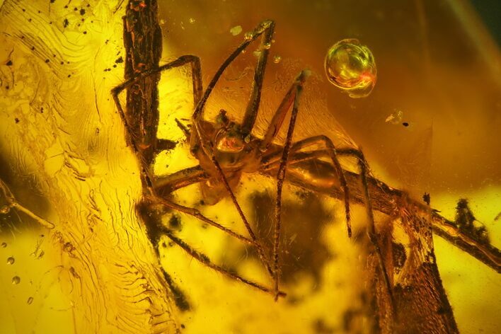 Detailed Fossil Spider (Araneae) in Baltic Amber #183571